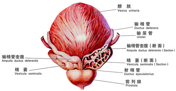 嵊州治疗前列腺疾病要多少钱