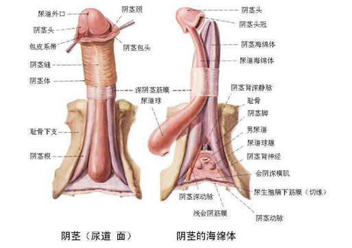 龟头炎如何预防