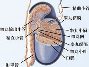 附睾炎如何做检查